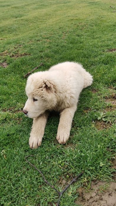 Собака чистакровка