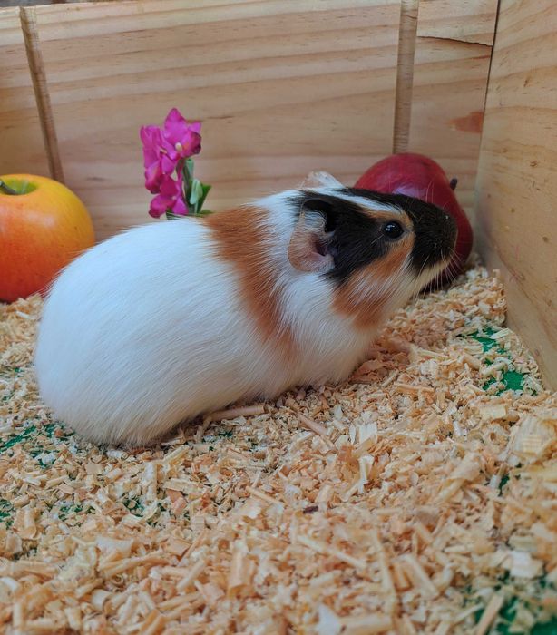 Морские свинки разные.