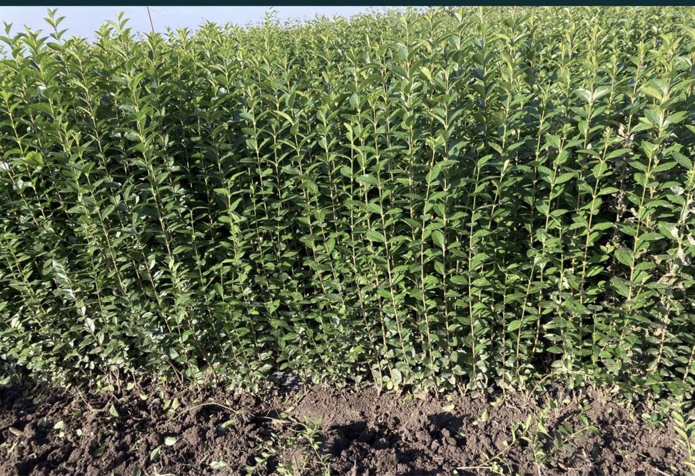 Gard Viu / lemn Cainesc