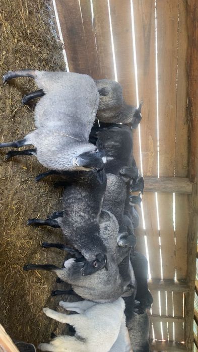 Romanov foarte bine dezvoltate ,gestante si cu miei