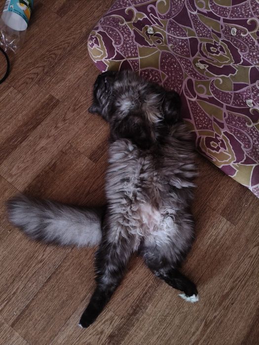 Отдам кота в добрые руки