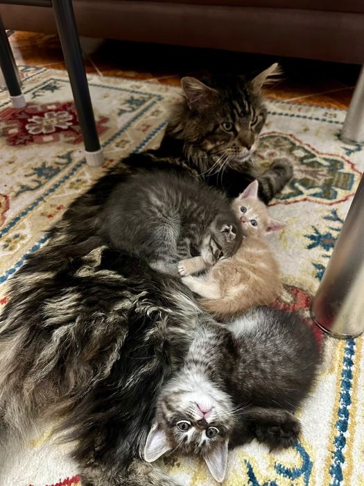 Отдам котят в добрые руки