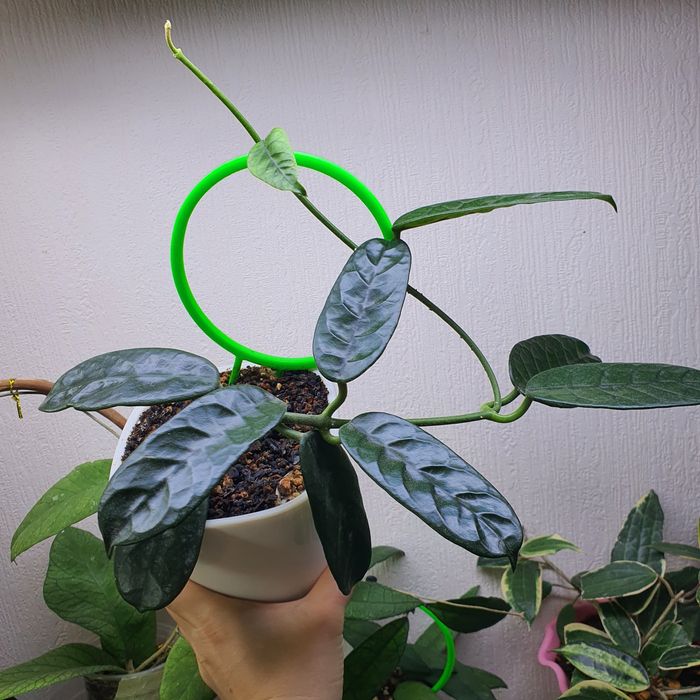 хойя    глобулоза