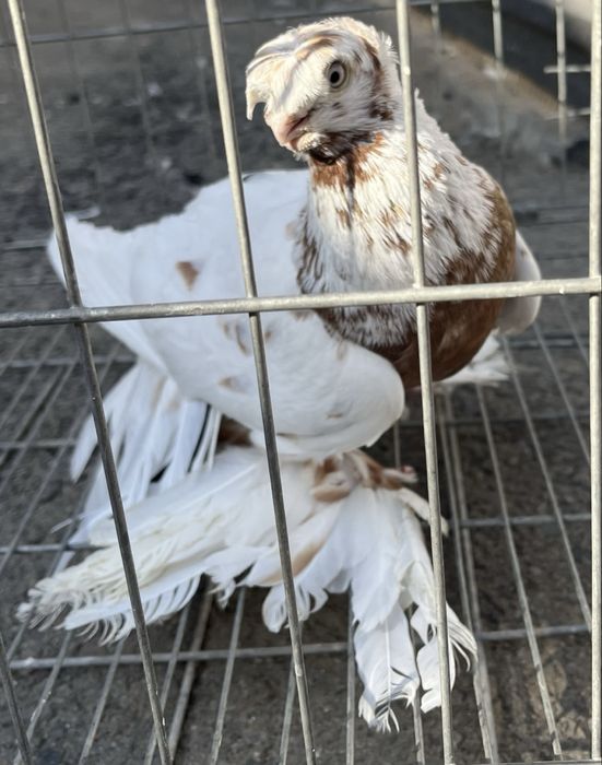 Продам красно рябого голубя