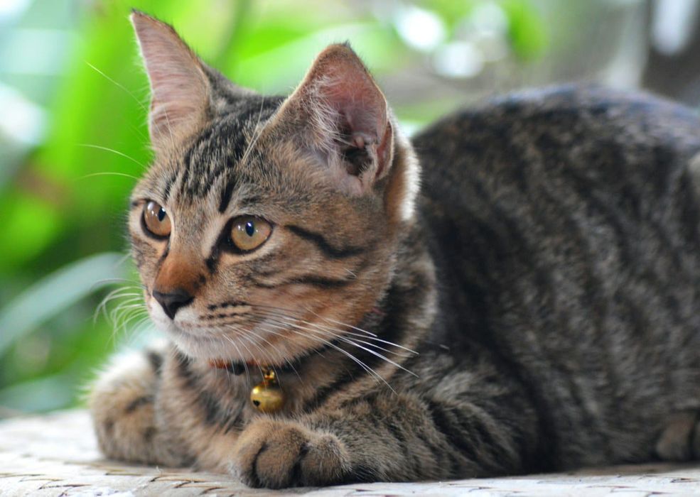 Ищу хозяина котенку