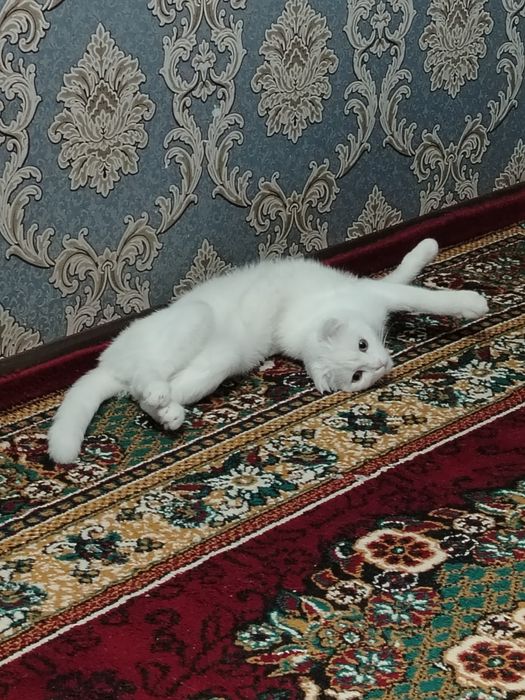 Ищем кота на вязку