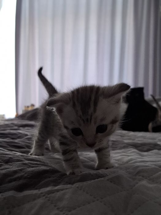 Котёнок шотландский вислоухий