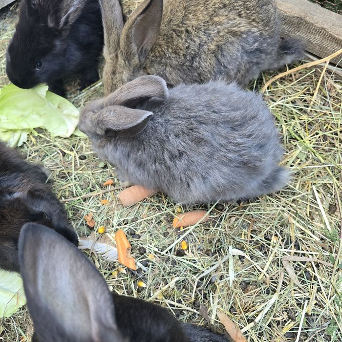 Vând iepuri , vârstă 2 ,5 luni