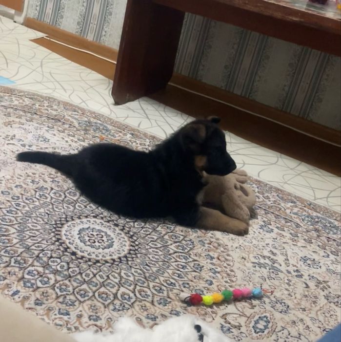 Продам щенка немецкой овчарки (2мес,девочка)