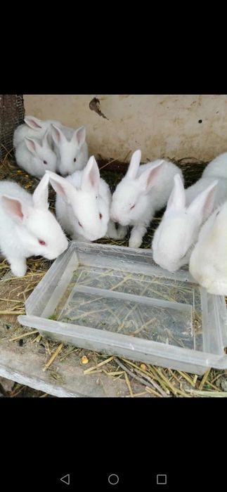 Iepuri rasa hycole