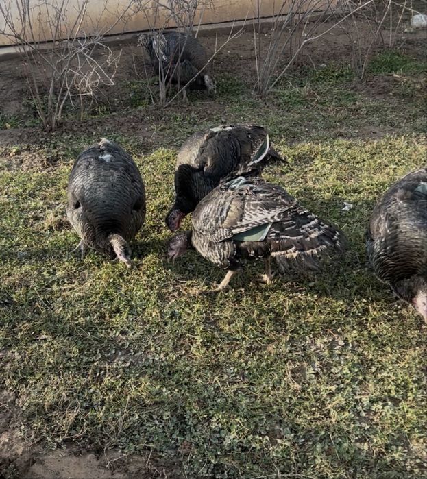 Бронза 708 Россия. Индюк. Күркетауық