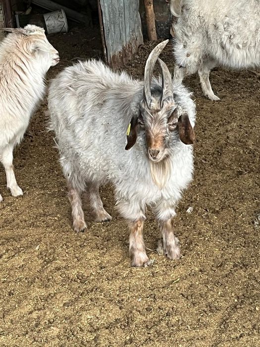 Қошқар , Теке сатылады