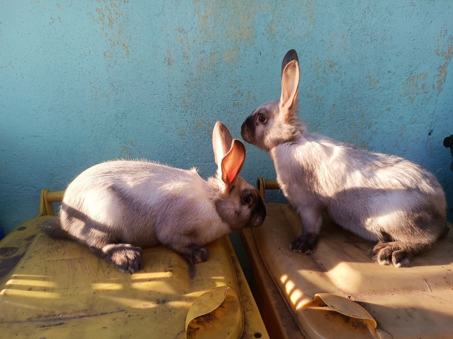 Vând 2 femele secuiesc