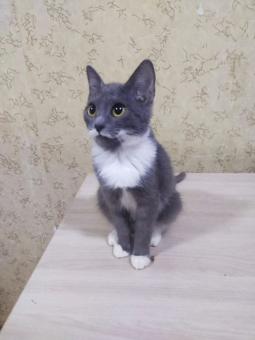 Кошечка 3 мес  возраст