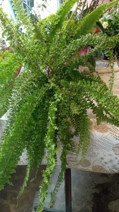 Садовые и комнатные растения!