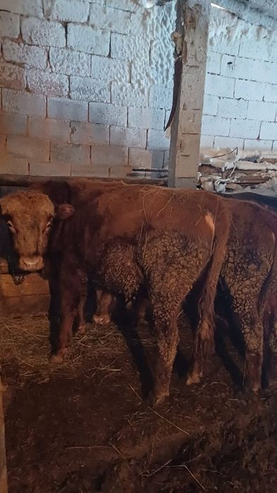 Продам 4 молодняка