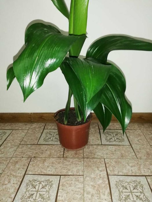 Продаются эухарисы