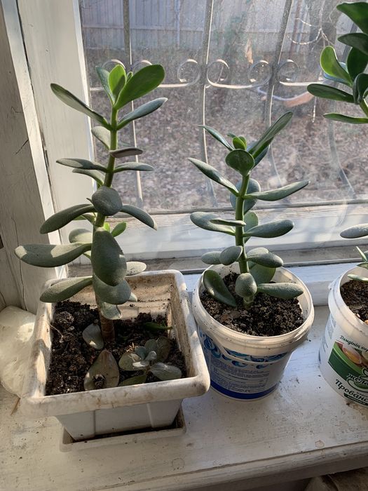 Денежное дерево (Толстянка)