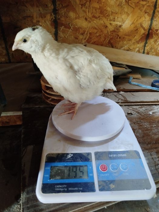 Бедана  белый гигант