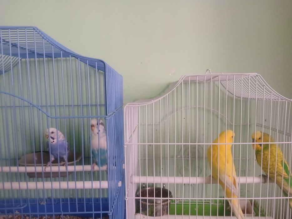 2  perechi de Peruși  cu 2 colivii