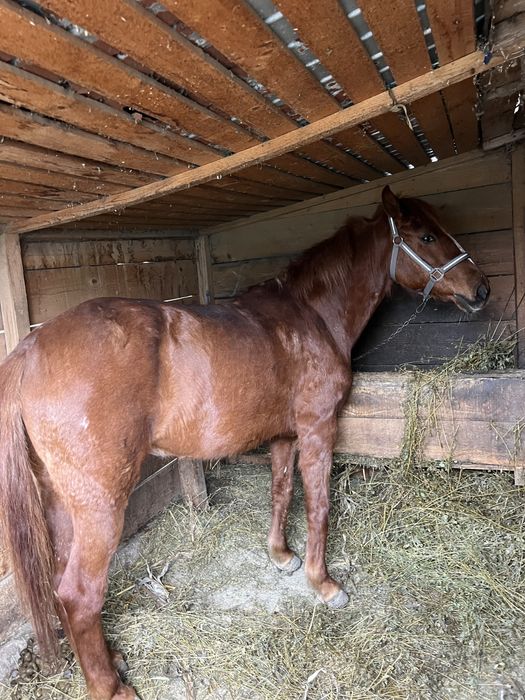 Vând iapă tânără aproximativ 8 ani, sănătoasă și cuminte!