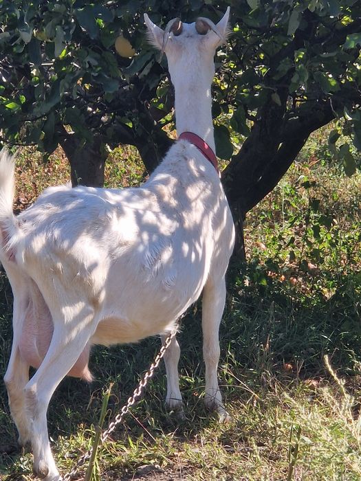 Capra de vanzare