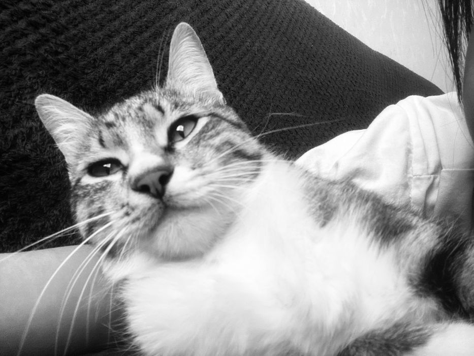 Кошка срочна продаю