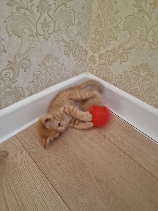 Отдам котёнка в добрые руки