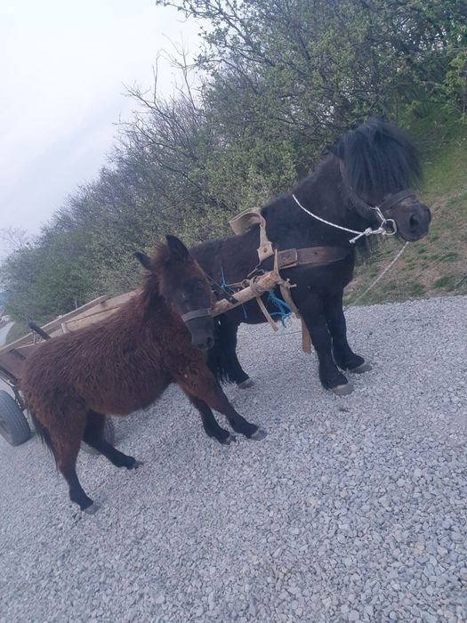 Vând un ponei armăsar