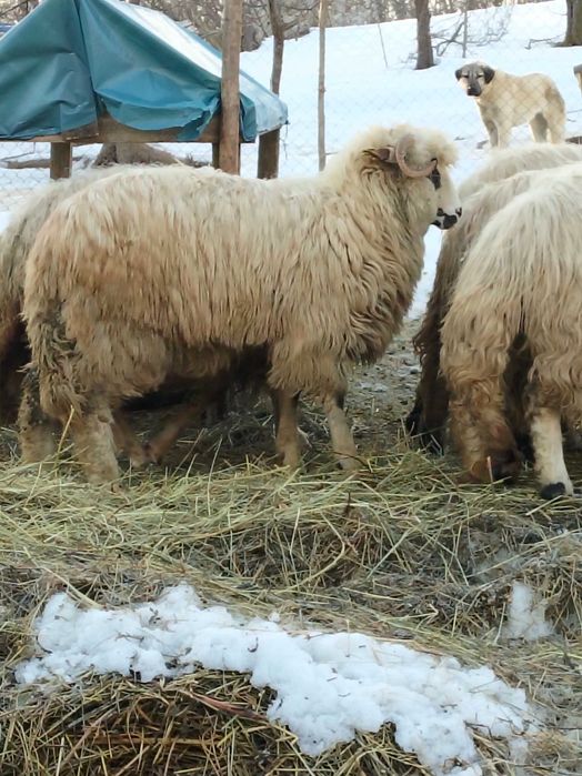 Vând 6 noatine și un berbecuț breaz