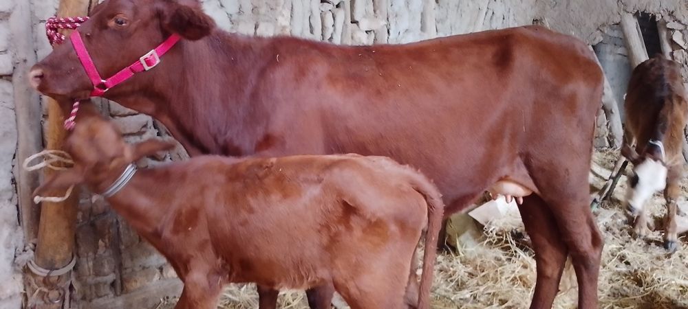 Mol sotiladi ona bola kafolati bilan
