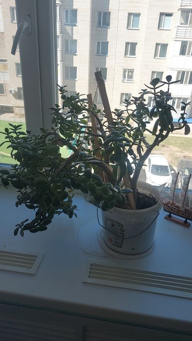 Продам цветы самовывоз