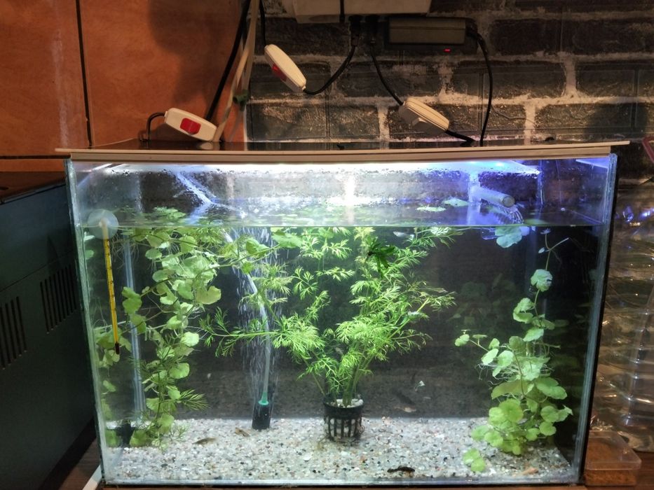 Acvariu de 35 litri cu plante și pești