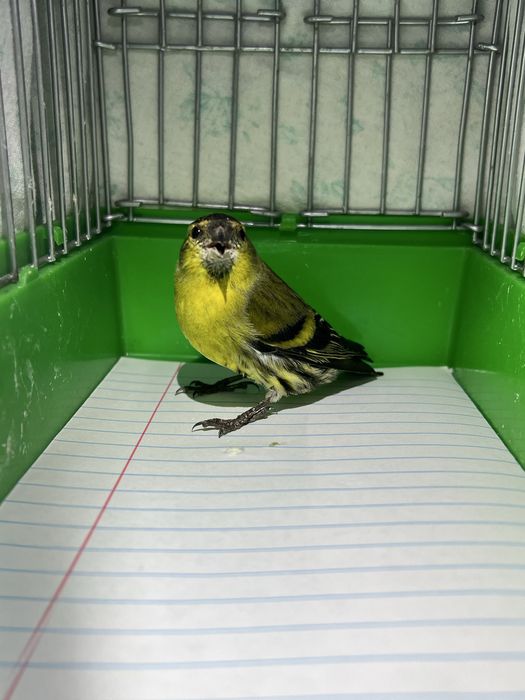 Chij Chijik Чиж Чижик