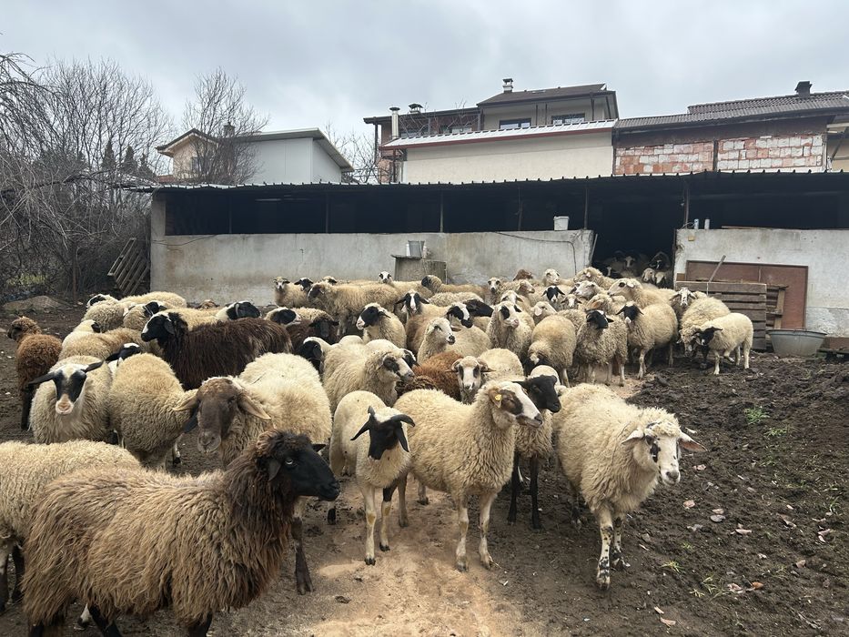 Продавам овце и агнета