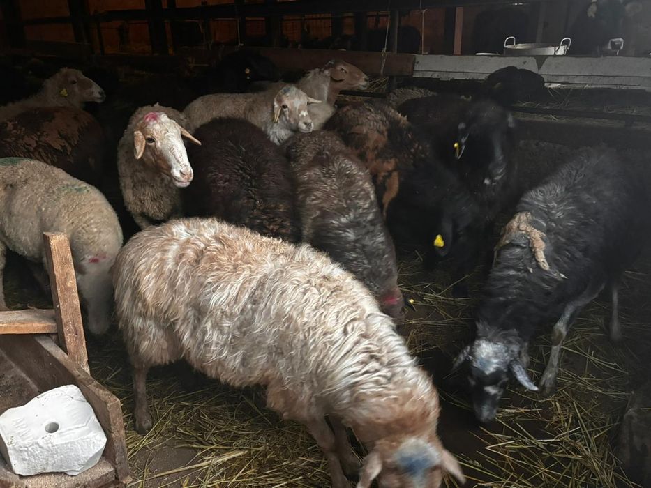 Продам баран живьём и через весы