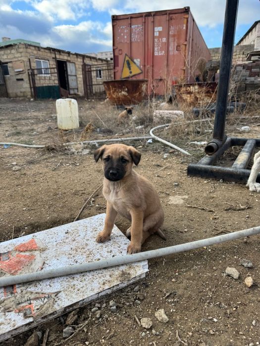 Казахская тазы щенки!