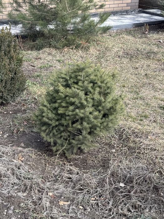 Зеленая ель 95 см