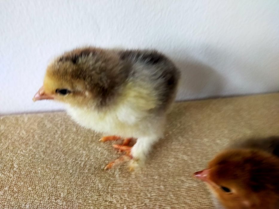 Brahma Pui,  Oua  cu precomanda