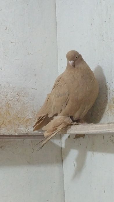 Продам домашних голубей