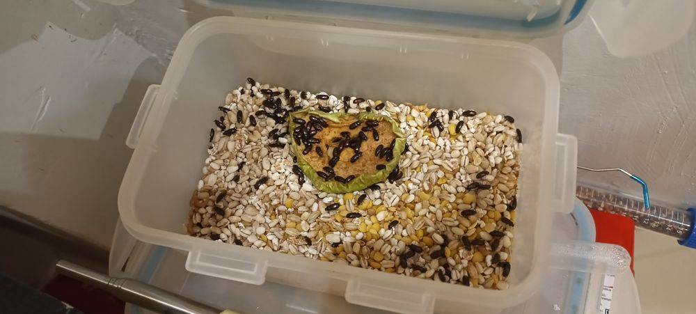 Муравьиная ферма Мини Лес ID017