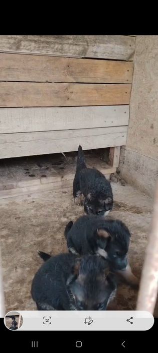 Немец овчарка щенки