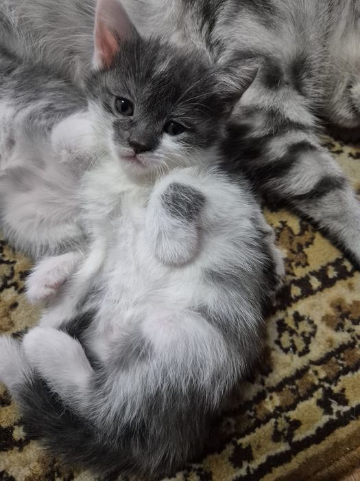 Продам котят шотланских