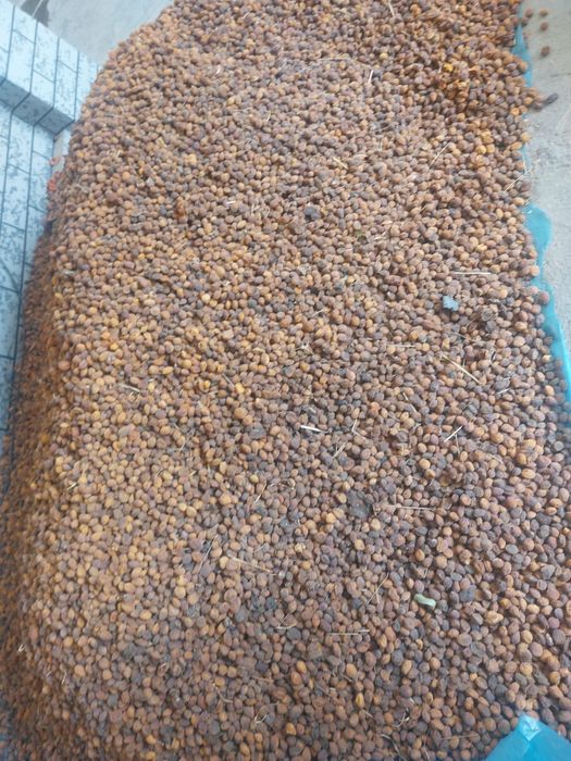 Коки ориклар хар хил