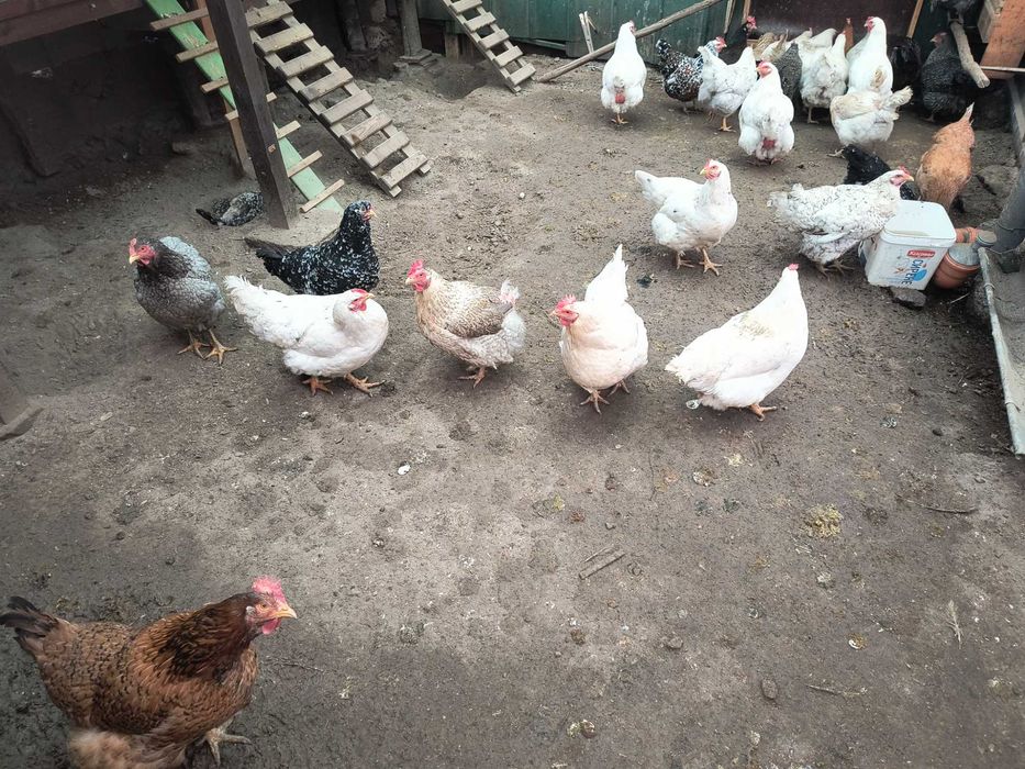 Продавам 31 боря кокошки