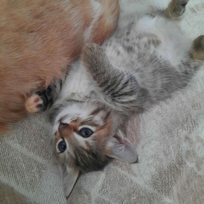 Котята, рыжий и серая