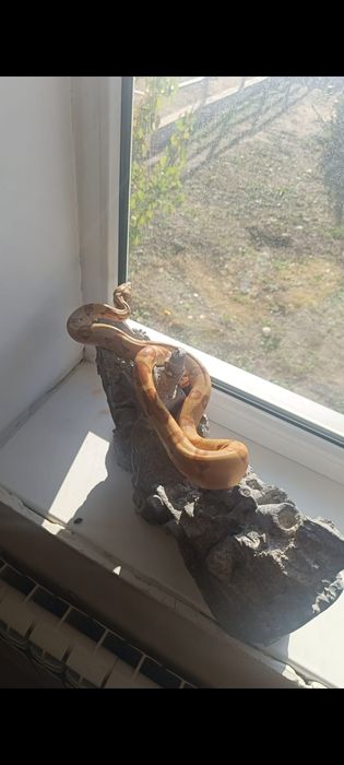 Императорский удав самка