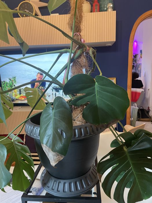 Monstera deliciosa in ghiveci decorativ mare
