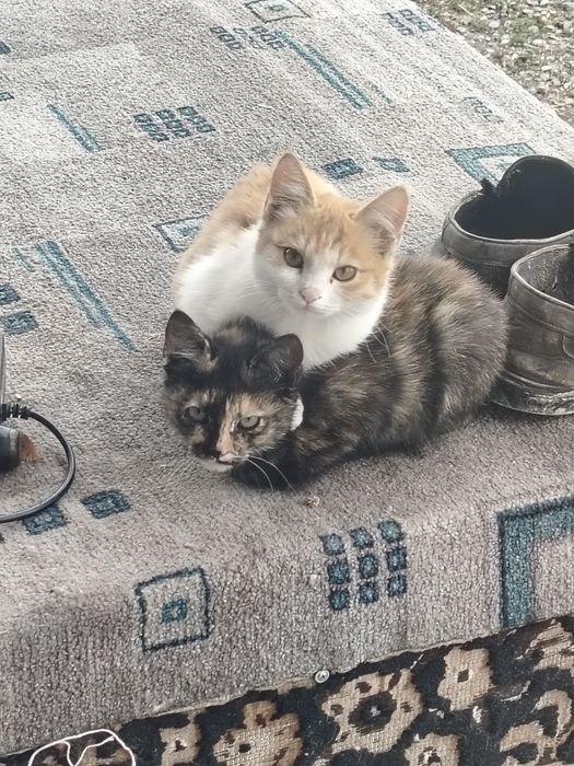 Котята девочки срочно