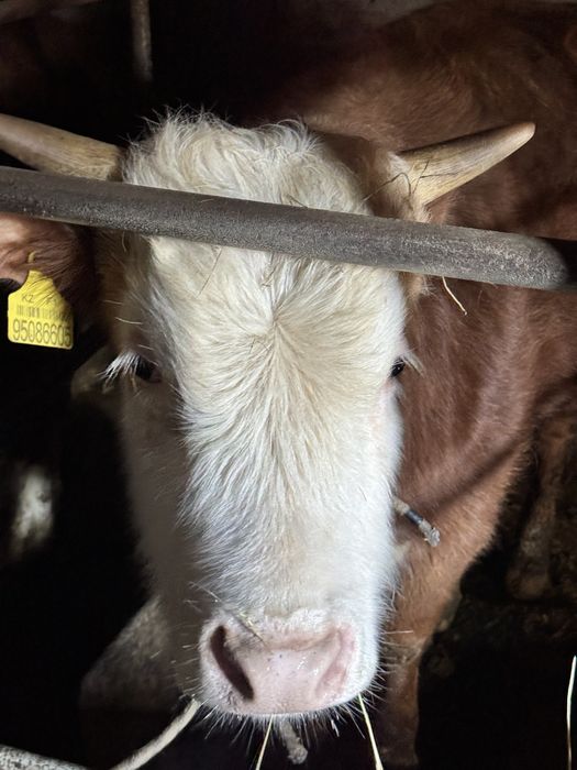 Продаются бычки 1.5! Соғым.